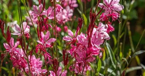 Butterfly Flower Gaura Lindheimeri