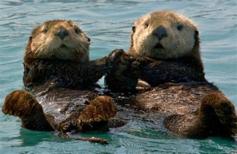 Sea Otters Are Known To Hold Hands With Each Other As They Nap So They