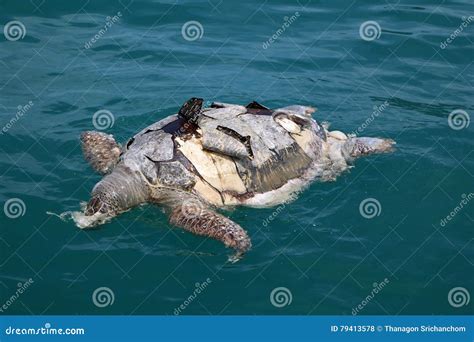 Dead sea turtles. stock photo. Image of environment, nature - 79413578