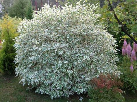 Дерен белый "Sibirica Variegata" | LeafGarden