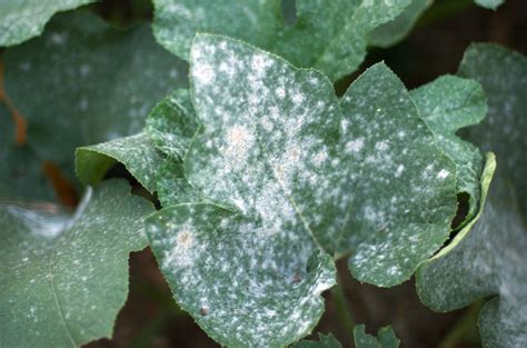 Dealing With Powdery Mildew Organic Disease Control Growing Organic