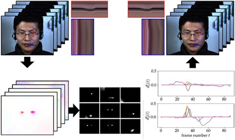 Frontiers Lagrangian Motion Magnification With Double Sparse Optical