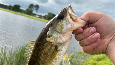 First Video Ever‼️ Spring Post Spawn Bass Fishing East Texas Youtube