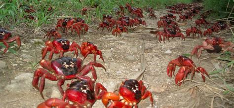 5 Fakta Pulau Natal Surga Fenomena Migrasi Kepiting Merah