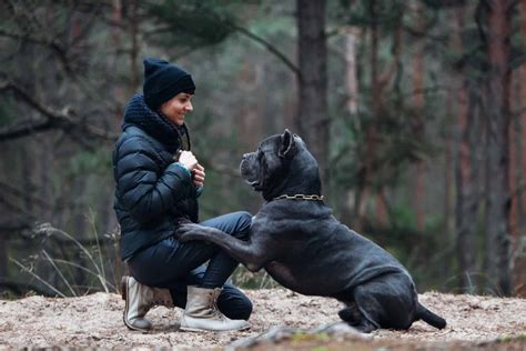 Cane Corso Lifespan Average Life Expectancy And More A Z Animals