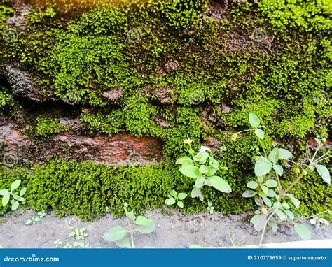 Green Mossy Walls. Background, Abstract, Wallpaper Stock Image | CartoonDealer.com #210773659