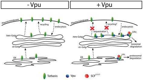 Model Of Vpu Mediated Down Regulation Of Tetherin From The