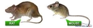 Differences Between Rats And Mice Proactive Pest Management