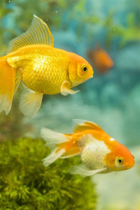 Goldfish In Freshwater Aquarium With Green Beautiful Planted Tropical