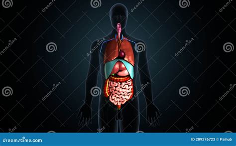 3d Illustration Of Human Body Stomach Digestive System Anatomy Stock