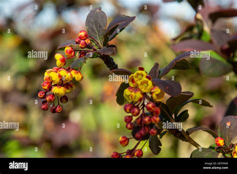 Berberis Thunbergii Shrub Hi Res Stock Photography And Images Alamy