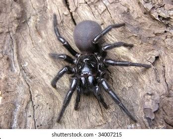 53 Sydney funnel web spider Images, Stock Photos & Vectors | Shutterstock