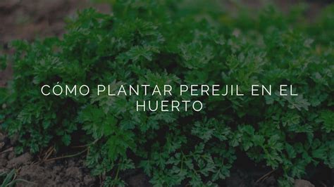 Cómo cultivar perejil en casa usando garrafas de plástico recicladas