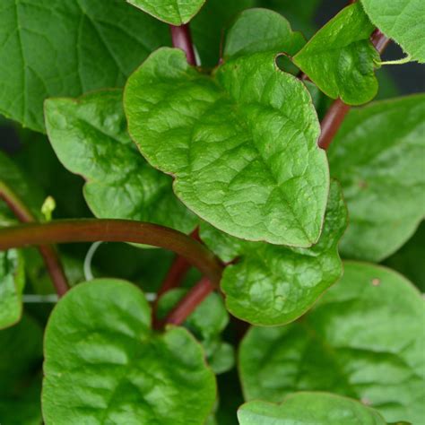 Red Malabar Spinach Thresh Seed Co