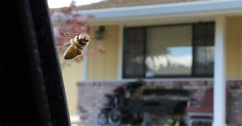 Swarm Of Aggressive Bees Attack California Town Cbs News