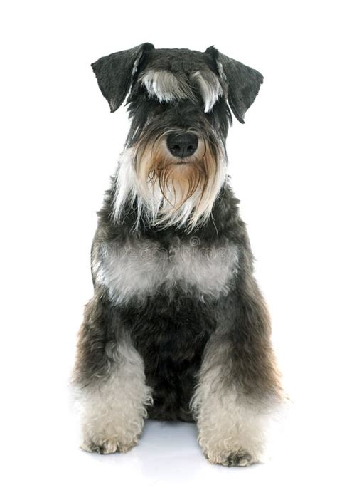 Adult Miniature Schnauzer Stock Image Image Of Isolated 62923959