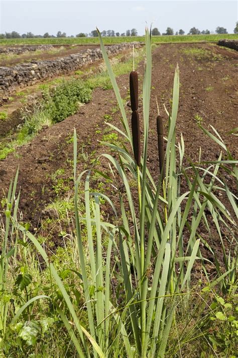 flora bullrush stock photo image  marsh drying