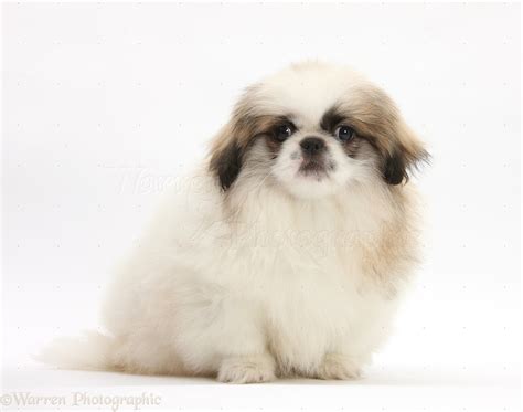 Dog Parti Colour Pekingese Pup Photo Wp27632