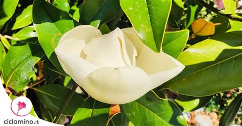 Lalbero Di Magnolia Uno Degli Alberi Pi Belli Che Si Possano Avere