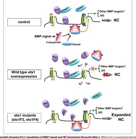 Figure From The Proto Oncogene Transcription Factor Ets Regulates