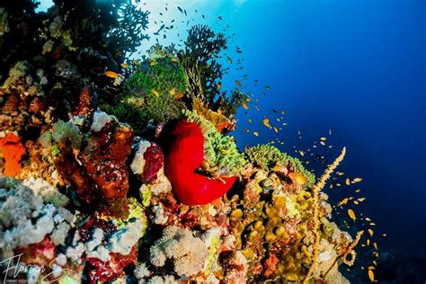 Raja Ampat Uma Noite No Ltimo Para So Na Terra Custa Nit