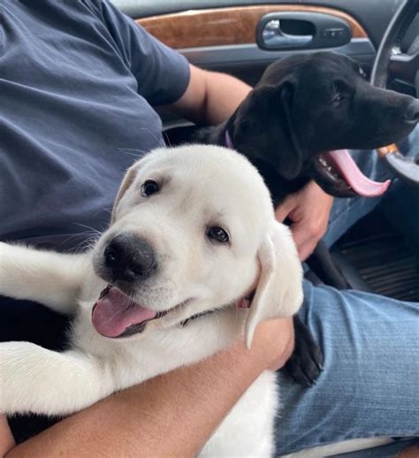 Otis Labradors Labrador Retriever Puppies For Sale In Clinton Tn