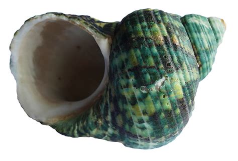 Sea Ocean Shell Png Image Purepng Free Transparent Cc0 Png Image