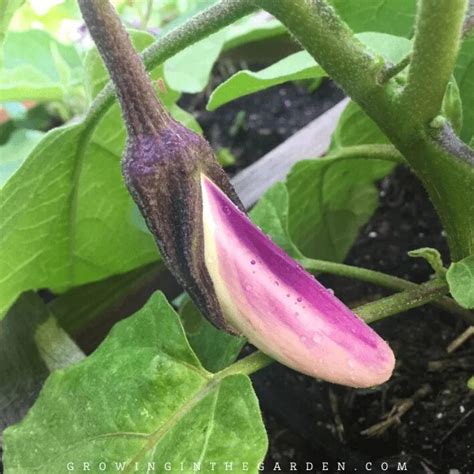 How To Grow Eggplant 8 Tips For Growing Eggplant Growing In The Garden