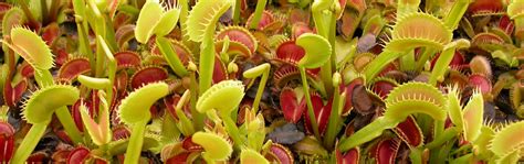 Grow Venus Flytrap