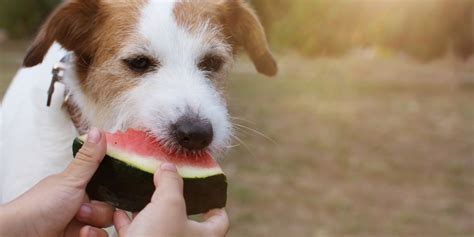 Can Dogs Eat Fruits And Veggies