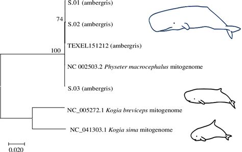 Figure 1 From Dna Preserved In Jetsam Whale Ambergris Semantic Scholar