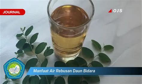 Jarang Diketahui Inilah 10 Manfaat Air Rebusan Daun Bidara