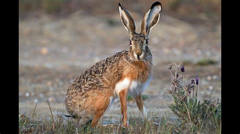 Hare Hunting With Hounds In Italy 2014 Lugari Video Trailers Chasse