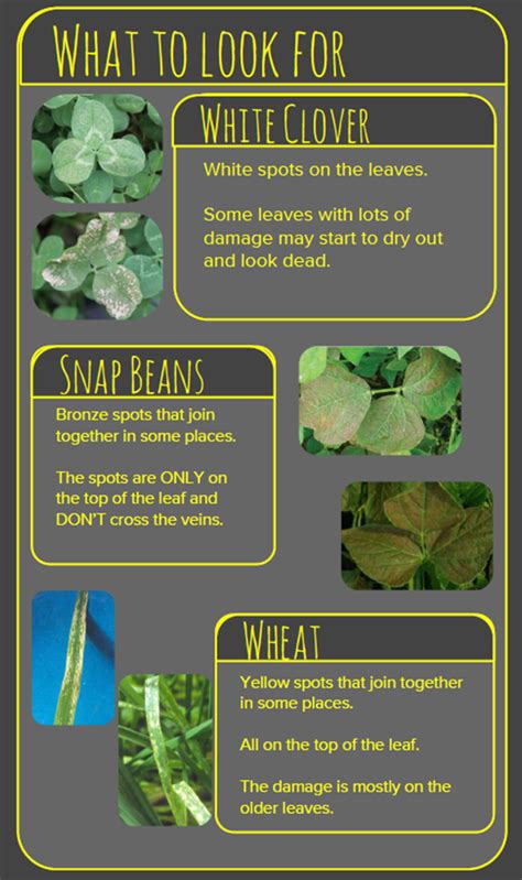 Air Pollution Garden | Leeds Ecosystem, Atmosphere & Forest (LEAF) Centre