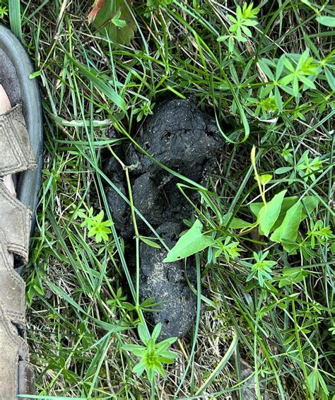 Black Bear Scat Rbears