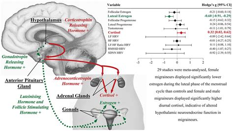 Sex And Stress Hormone Dysregulation As Clinical Manifestations Of Hypothalamic Function In