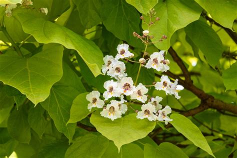 Catalpa Snoeien Hoe En Wanneer Snoei Je Een Catalpa Boom Tijd Voor