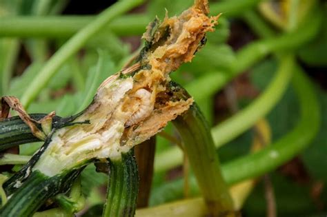 Natural Ways To Get Rid Of Squash Vine Borers Dre Campbell Farm