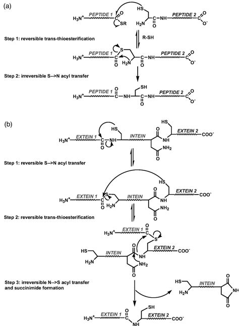 Principles Of Peptide Ligation And Protein Splicing A Example Of A