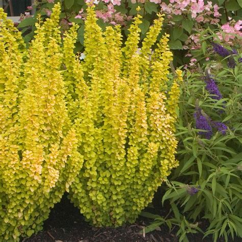 Berberis Thunbergii Maria Japanese Barberry Bush Deciduous Potted