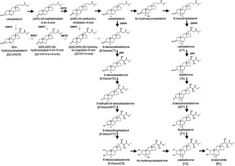 The Sax1 Mutation Defines A New Locus Involved In The Brassinosteroid