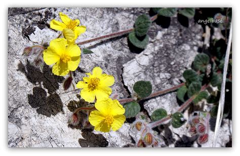 Fotograf As De Angel Del Moral Angelbas Huelma Ja N Helianthemum