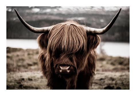 Highland Cattle Poster