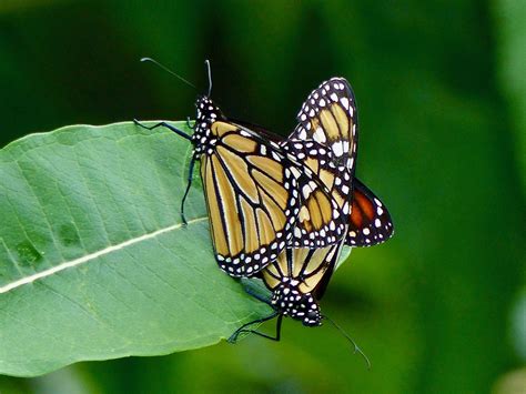 Monarch Pair Monarch Danaus Plexippus Butterflies On Mil Flickr