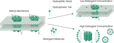 What Are Transmembrane Proteins Sino Biological