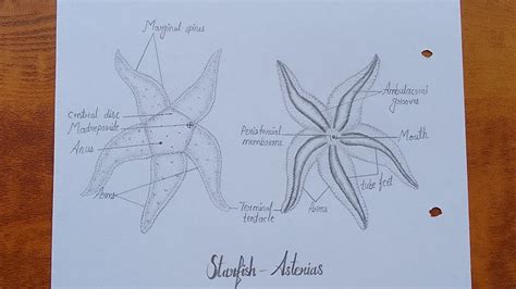 How To Draw Star Fish Asterias Starfish Diagram Drawing