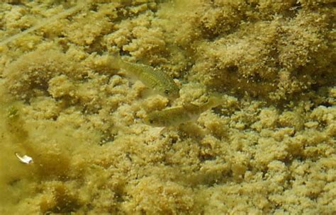 Pupfish: Conserving a Mojave Desert Survivor