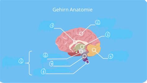 A P Neuro Karteikarten Quizlet