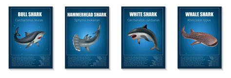 Shark Poster Set 25803276 Vector Art at Vecteezy