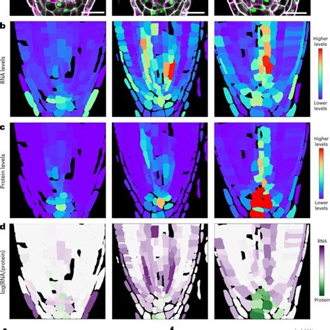 Single Molecule Fluorescence In Situ Hybridization In Arabidopsis